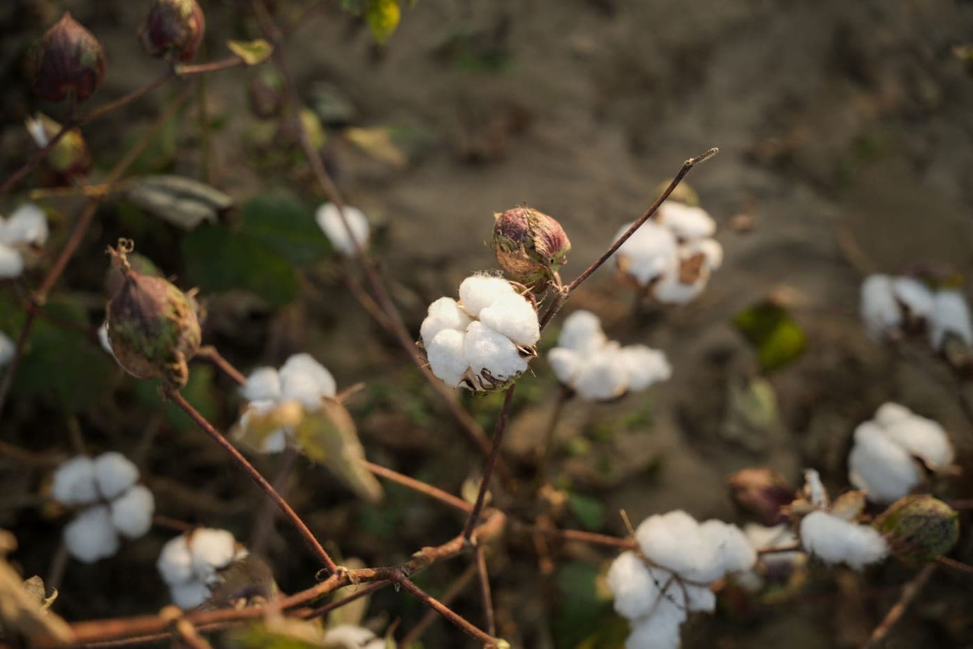 Raw cotton fibers beside a folded white cotton towel
